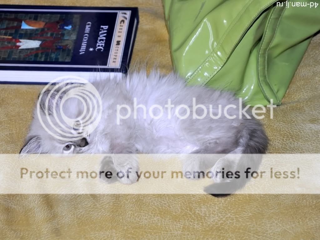 Человек и Кошка 4d_man — LiveJournal